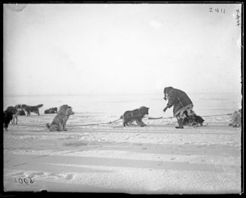 A Chukchi man feeding Siberian huskies, 1901.