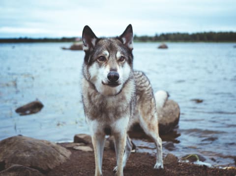 This brown-eyed husky looks a lot like a wolf!