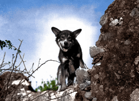 A colorized photo of Chips, a German Shepherd/collie/Siberian husky mix who served during World War II.