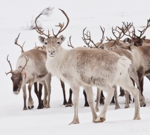 Arctic reindeer (not of the flying variety).