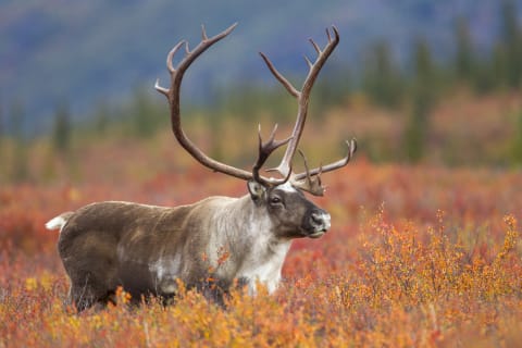 A caribou in Denali National Park, Alaska