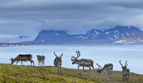 A reindeer herd in Svalbard, Norway