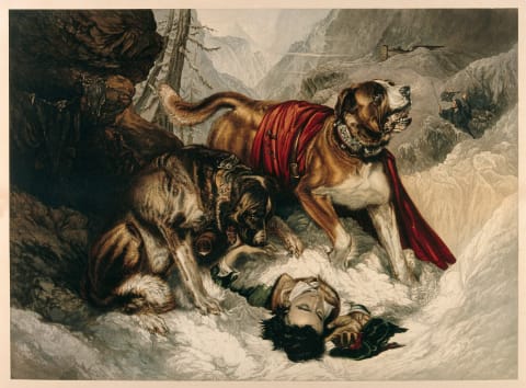 ‘Alpine Mastiffs Reanimating a Distressed Traveler.‘