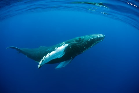 Humpback whales use a variety of sounds to communicate in the vast ocean.