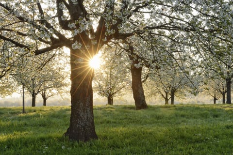 Late-afternoon sunlight filters through flowering trees.