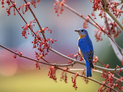 Bluebirds return from the tropics in spring.