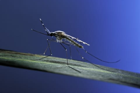 Malaria is transmitted through the bite of a mosquito.