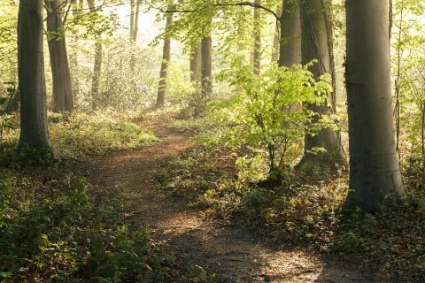 Leaves unfurl in a British woodland.