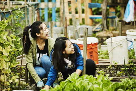 Community gardens offer delicious veggies and carbon uptake.