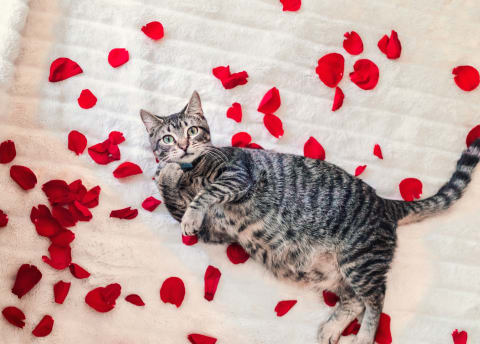 A cat may be the purrfect ingredient for finding love.