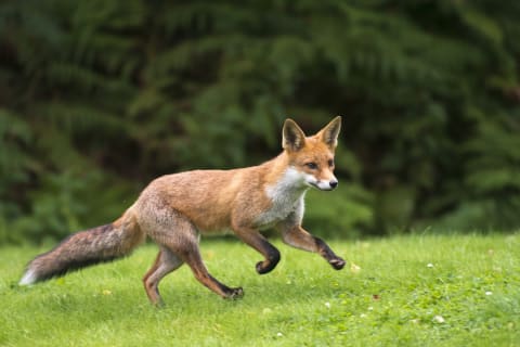 A red fox on a green lawn.