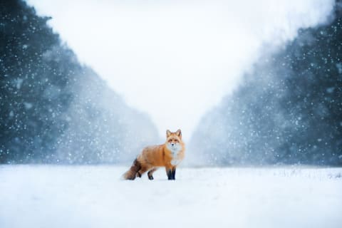 A solitary fox.