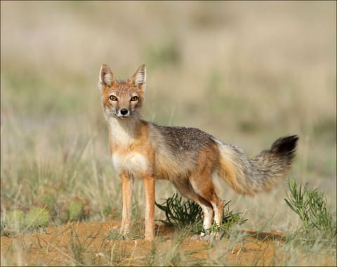 A kit fox in Colorado.