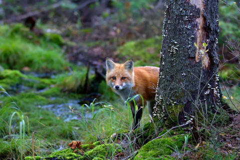 A red fox in Alqonquin Provincial Park.