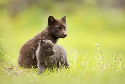 An Arctic fox with her kit in summertime.