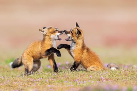 Fox kits love to roughhouse.