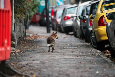 A fox strolls down a street in England.