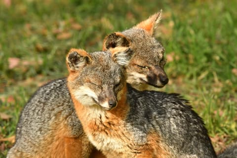 Two island foxes in California's Channel Islands.