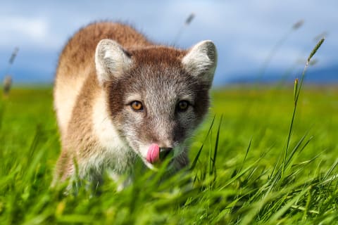 An Arctic fox in summer.