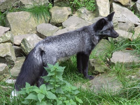 A silver fox, a domesticated version of the red fox.