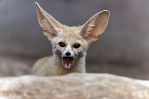 A fennec fox and its magnificent ears.