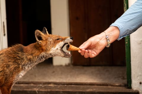 You shouldn't keep foxes as pets (or feed them ice cream cones).