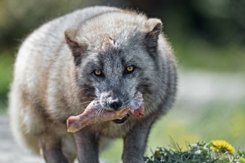 A gray fox dines on a chicken leg.