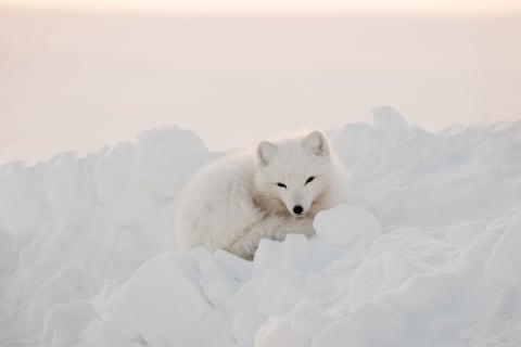 Arctic foxes are adapted to the cold.