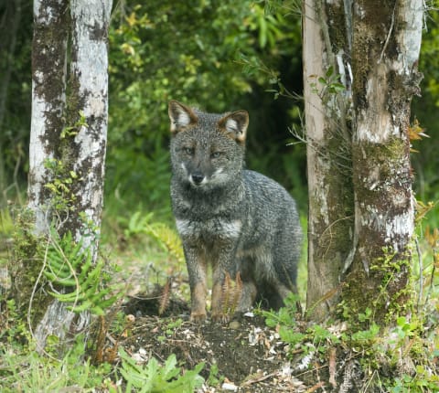 Darwin's fox is found only in Chile.