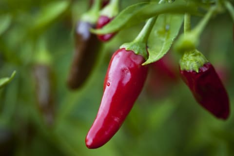 Chili peppers were an important part of medicine for the Aztec and Maya.