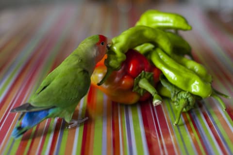 Birds may have been instrumental in pepper propagation.