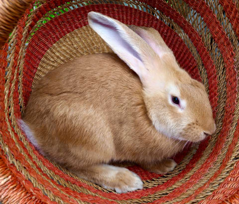 Flemish giants are also known for their easy-going, docile temperaments. 