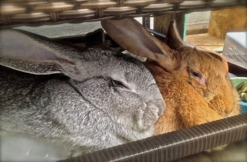 Flemish giant rabbits come in a variety of colors. 