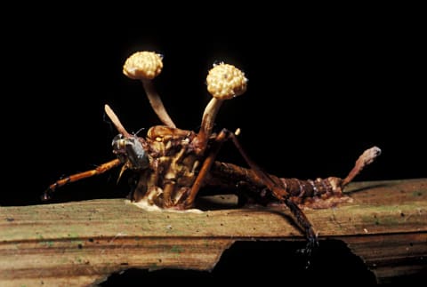 Cordyceps fungus bursting out of an insect.