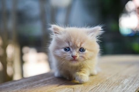 Even as kittens, munchkins are always distinguishable because of their short legs. 