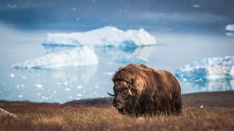 A musk ox on the coast of northern Greenland