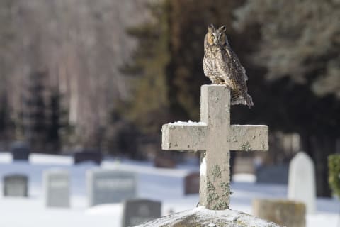 Owls can’t actually foretell death.