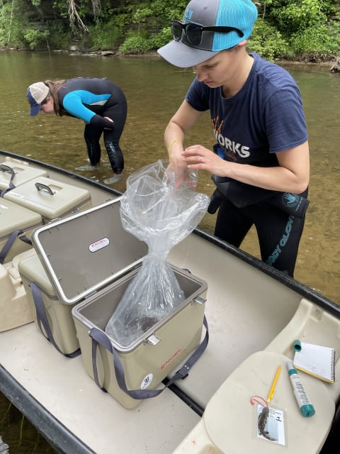 Sherri Doro Reinsch untwists a bag in one of the coolers to peek at a hellbender inside. Holly Carneal is in the background.