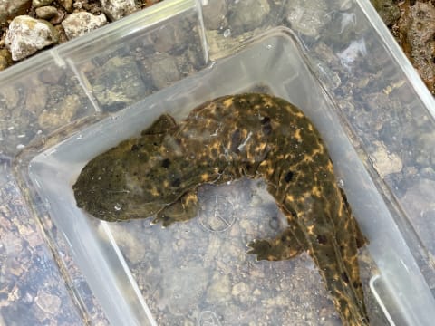 An eastern hellbender gets ready for release into the river.