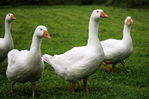 A gaggle of geese sans saddles.