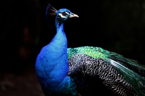 A beautiful male peafowl, a.k.a. peacock.