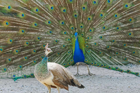 A peacock trying to catch a peahen’s attention.