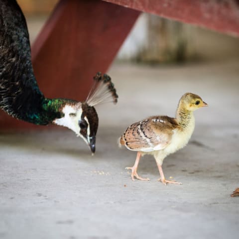 A peachick and its mom.