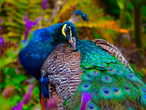 A peacock tends his feathers.