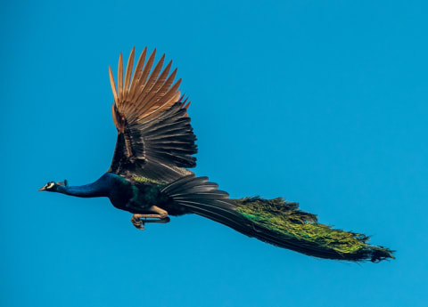 A peacock in flight.