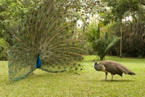 A crafty peacock trying to impress a peahen.