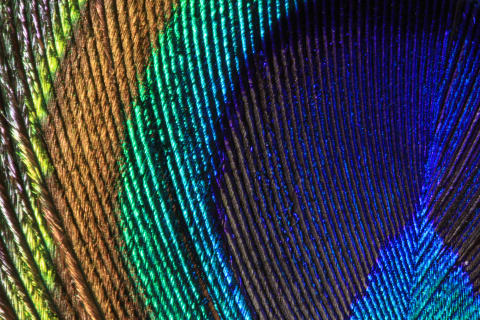 An iridescent peacock feather.