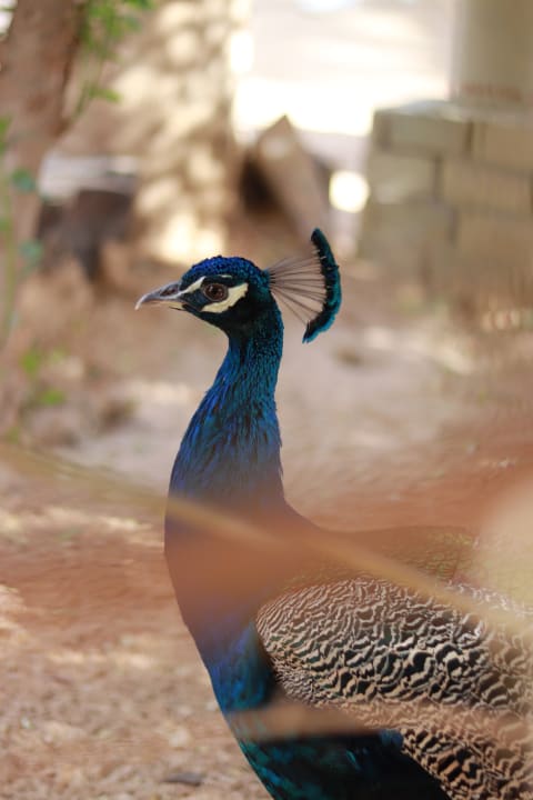 A peahen’s sensitive crest.