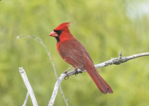 A male northern cardinal on a twig.