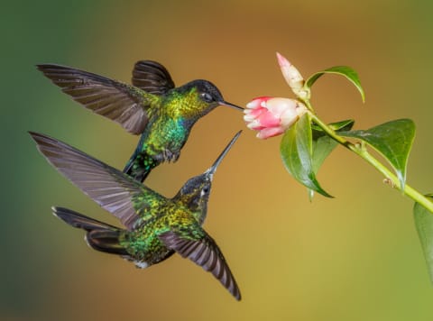 Two fiery-throated hummingbirds in flight.